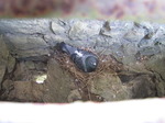 SX03186  Rock Dove (Columba Livia) roosting in castle.jpg